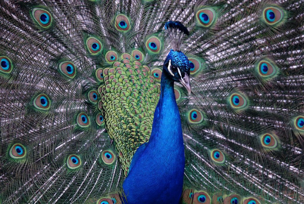 Pfau mit weit ge&ouml;ffnetem, farbenpr&auml;chtigem Federkleid.